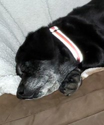 Sheba, a Labrador Retriever
