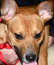Stump, A Pit Mix with Diabetes