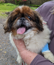 Baby, a 13 Year Old Peke with Asthma