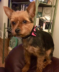 Cali, an 8 year old Yorkie with Vaginal Prolapse