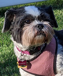 Carmen, a 9 Year Old Shih Tzu