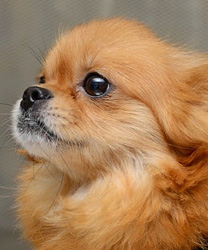Cher, a 6 year old Pom Mix