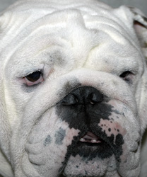 Chonk, an 8 year old Bulldog