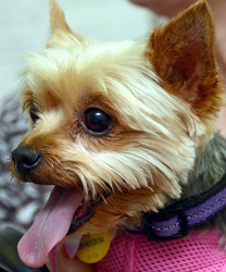 Darla, a 12 Year Old Yorkie