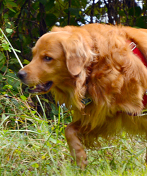 Harley, a 10 Year Old Golden Retriever