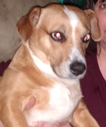 Layla Grace, an 8 Year Old Beagle