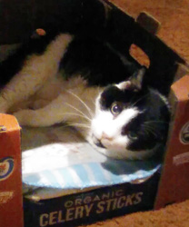 Panda, a 23 Year Old Tuxedo Cat