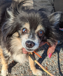 Sabache, a 10 Year Old ChiPom with CHF