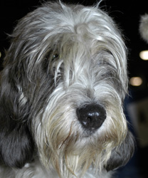 Samantha, a Bearded Collie Mix with Hypothyroidism