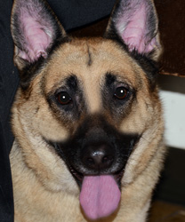 Simba, a 5 Year Old Shepherd Mix