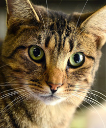 Sunny, a 5 year old Cat