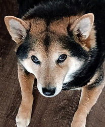 Sushi, a 10 Year Old Shiba Inu