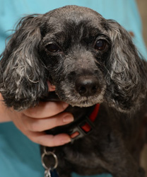 Bella - a 17 Year Old CockaPoo - Rest in Peace Dear Girl