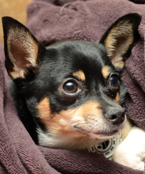 6 Year Old Chi with Pancreatitis