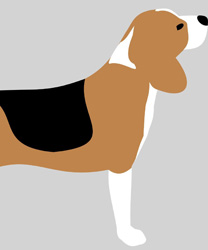 Charlie, A Beagle with CKD