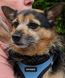 Gabe, a 6 Year Old Norwich Terrier Mix