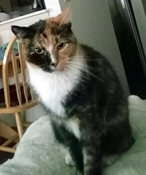 Whisper, an 11 Year Old Tortie