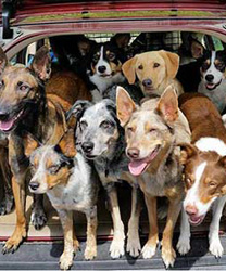 20 Dogs