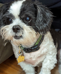 Carmen, an 11 Year Old Shih Tzu