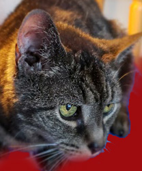 Felix, a Cat with FAD