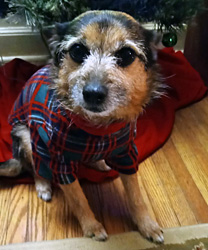 Gabriel, an 8 year old Norwich Terrier Mix