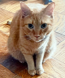 Garfield, a 6 Year Old Orange Kitty