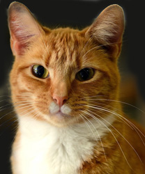 Garfield a Cryptorchid Cat