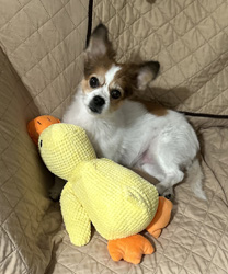 Gracie, a 10 Year Old Jack Russell/Papillon Mix