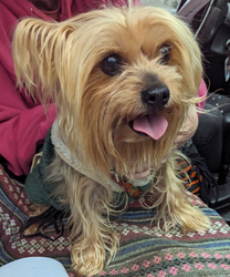 Lucy, a 12 Year Old Yorkie