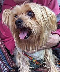 Lucy, a 12 Year Old Yorkie