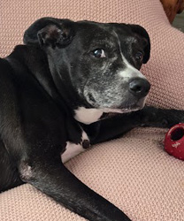 Lulu, a 13 Year Old Lab Mix