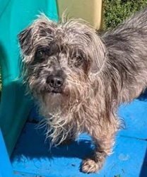 Millie, a 3 Year Old Terrier Mix
