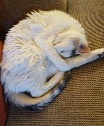 Stella, an 11 Year Old Kitty with IBD