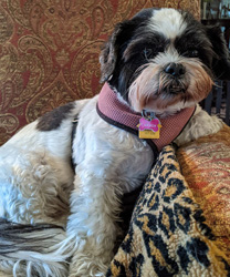 Carmen, an 11 Year Old Shih Tzu with GI Problems