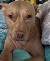 Coco, a 12 Year Old Pittie Mix
