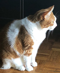 Crush, an 11 Year Old Cat with a Growth on His Paw that Required Full Limb Amputation