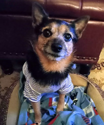 Gabe, an 8 year old Norwich Terrier Mix