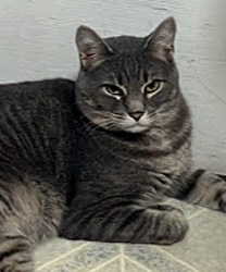 Jon, a 4 year old Tabby Cat