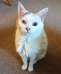 Stella, a cat with IBD