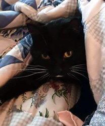 8 Year Old Stormy