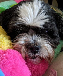 Carmen, a 13 Year Old Shih Tzu