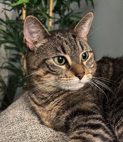 Dorami, a 6 Year Old Cat with Severe Dental Disease