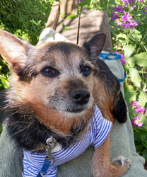 Gabe, a 9 Year Old Norwich Terrier Mix with Chronic UTI Issues