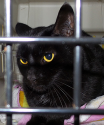 Anisette the Cat
