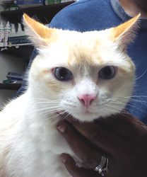 Baby - Cat