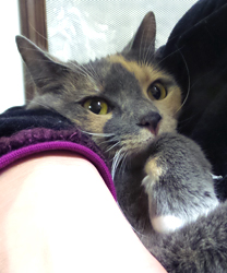 Bella the Cat