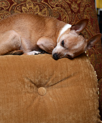 Coco the Chihuahua, an Emotional Support Dog