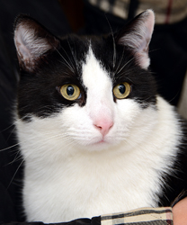 Felix the Cat!