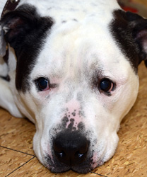 Lucy, The Non-Ambulatory Staffordshire Terrier