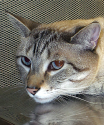 Puma the Cat